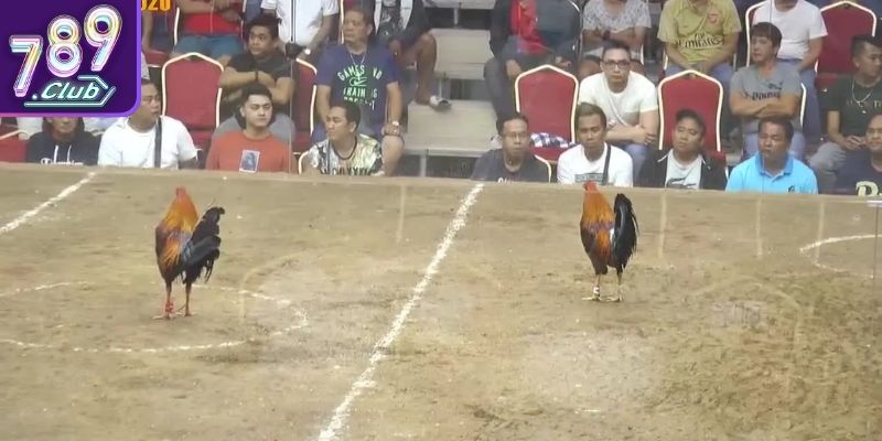 Khái quát về loại hình đá gà Campuchia