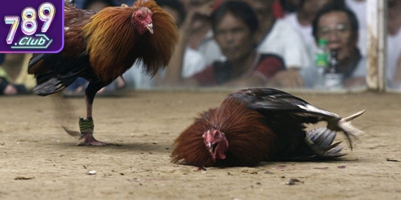 Những hình thức thi đấu hấp dẫn với người chơi hiện nay 