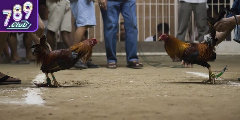 Quy tắc để phân định thắng thua cụ thể 